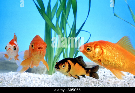 Goldfisch es in einem Aquarium Gold Fisch Aquarium Tank blau Unterwasser Tier 4 vier Stockfoto