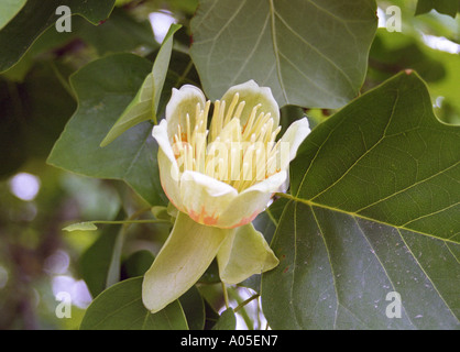Liriodendron Tulipifera Tulpenbaum Blume in einem Jersey-Garten Stockfoto