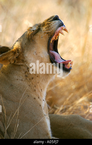 Löwin Gähnen, Kruger Park, Südafrika. Panthera leo Stockfoto
