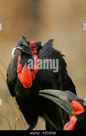 Ein paar der südlichen Boden Nashornvögel eine bietet eine Eidechse zu den anderen, Südafrika. Boden-Hornbill Bucorvus leadbeateri Stockfoto