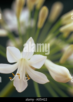 Weiße Schmucklilie Agapanthus Africanus konzentrierte sich selektiv auf eine Hintergrundbeleuchtung Blüte und Knospe in enger bis auf einem dunkelgrünen Hintergrund Stockfoto
