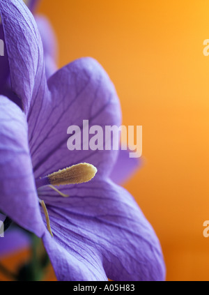 BALLOON FLOWER Platycodon Blauw Nahaufnahme von lila Blume Seite Zentrum mit orangem Hintergrund im Mittelpunkt Stockfoto