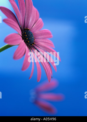 OSTEOSPERMUM Licht lila OSJOTIS Close up Seite des rosa Blume Gegenlicht vor blauem Hintergrund mit drei abgefallene Blütenblätter Stockfoto