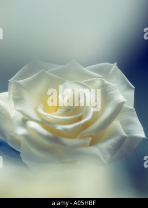 PALE CREAM stieg konzentrierte sich selektiv auf Vordergrund Blume durch Blütenblätter auf diffusen blauen Hintergrund Stockfoto