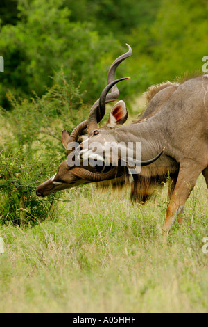 Größere Kudu Männer kämpfen, Kruger Park, Südafrika.  Tragelaphus strepsiceros Stockfoto