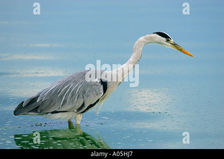Grey Heron Ardea Cinerea, konzentrierte sich auf Beute, Kruger Park, Südafrika Stockfoto