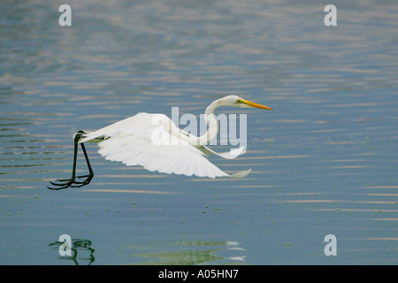 Silberreiher. Egretta Alba, fliegen über dem Wasser, Südafrika Stockfoto