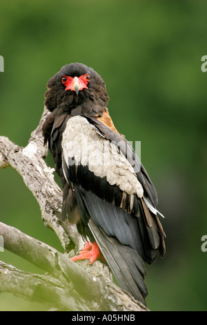 Bateleur Adler. Terathopius Ecaudatus. Kruger Park, Südafrika Stockfoto