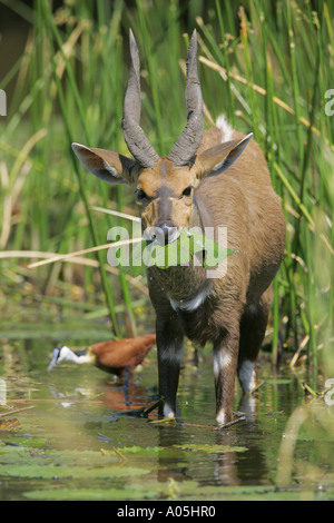 Männliche Bush Buck. Tragelaphus Scriptus, Essen Wasser Lilien, Kruger Park, Südafrika Stockfoto