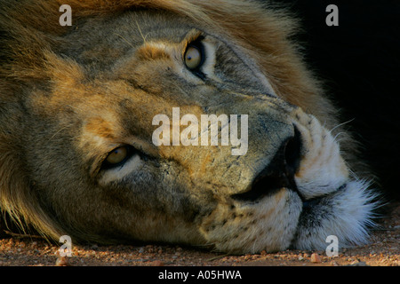 Männlichen afrikanischen Löwen. Panthera Leo Portrait, Kruger Park, Südafrika Stockfoto