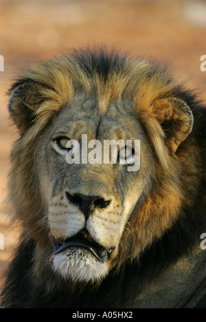 Männliche African Lion, Panthera Leo. Porträt, Kruger Park, Südafrika Stockfoto