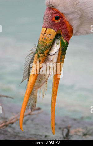 Yellow Billed Storch.  Mycteria Ibis mit Fisch im Schnabel. Kruger Park, Südafrika Stockfoto