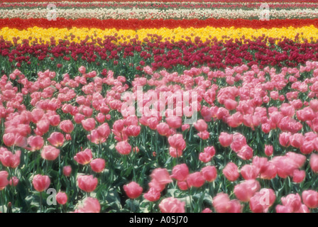 Ein weites Feld an rosa rote und gelbe Tulpen in den Niederlanden Stockfoto