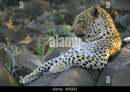 Afrikanischer Leopard. Panthera Pardus ruht auf Felsen, Kruger Park, Südafrika Stockfoto
