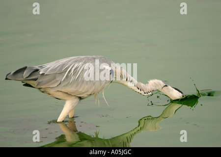 Grey Heron Ardea Cinerea - Angriff auf Fisch, Kruger Park, Südafrika Stockfoto