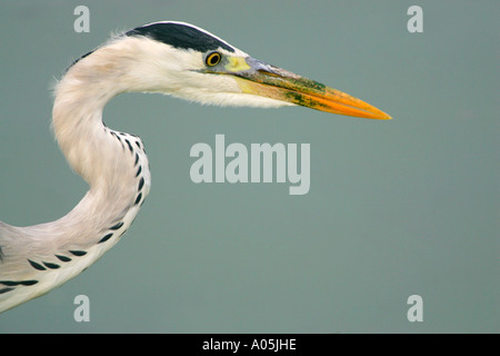 Graureiher konzentrierte sich auf Beute, Kruger Park, Südafrika. Ardea cinerea Stockfoto