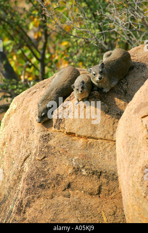 gemeinsamen Rock Hyrax rock Klippschliefer Procavia Capensis, Südafrika, Kruger National Park Stockfoto