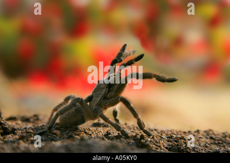 Gehörnten Pavian Spider, Südafrika Stockfoto