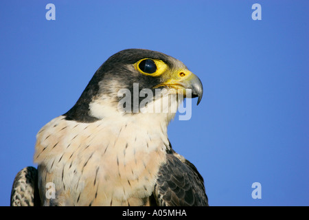 Adulten Wanderfalken, Südafrika. Falco peregrinus Stockfoto