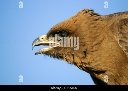 Wahlbergs Eagle, Südafrika Stockfoto