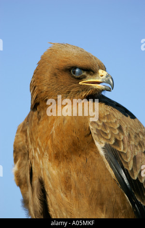 Wahlbergs Eagle, Südafrika Stockfoto