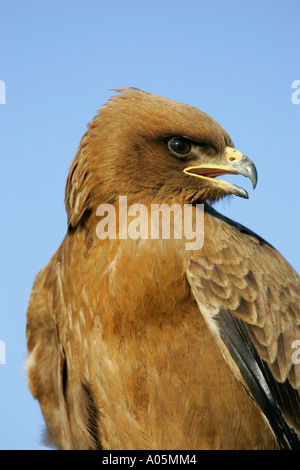 Wahlbergs Eagle, Südafrika. Aquila wahlbergi Stockfoto