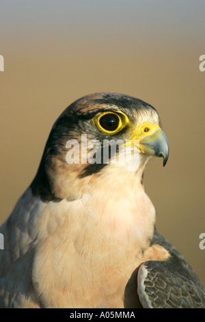 Lanner Falcon, Südafrika. Falco Biarmicus Stockfoto