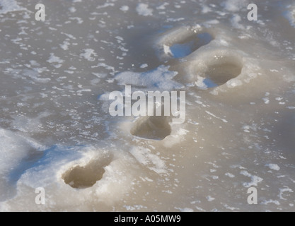 Europäische Berghase ( Lepus timidus ) Spur gefrorenen fest zu Eis , Finnland Stockfoto