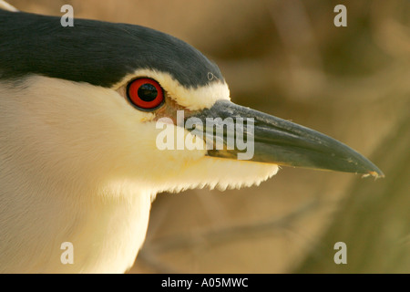 Schwarz gekrönt Nachtreiher, Nycticorax Nycticorax, Südafrika Stockfoto