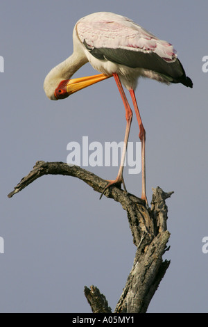 Gelb in Rechnung Storch gehockt ein toter Baum, putzen sich, Südafrika, Kruger Park Stockfoto