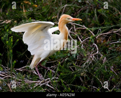 Ardea Ibis - Kuhreiher Vogel Stockfoto