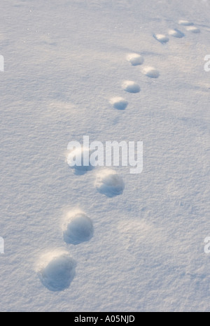 Set von alten europäischen Berghasen (Lepus timidus) Spuren auf Schnee, Finnland Stockfoto