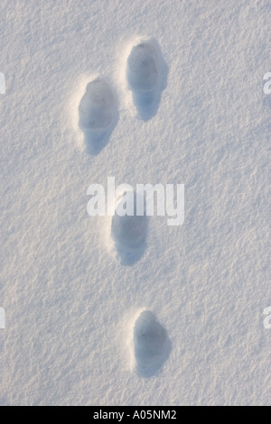 Nahaufnahme eines frischen europäischen Berghasen (Lepus timidus) Track, Finnland Stockfoto