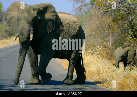 Afrikanischer Elefant und Baby Kreuzung Straße im Kruger Park, Südafrika Stockfoto