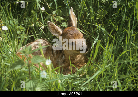 Reh Kind ruht in Rasen Stockfoto