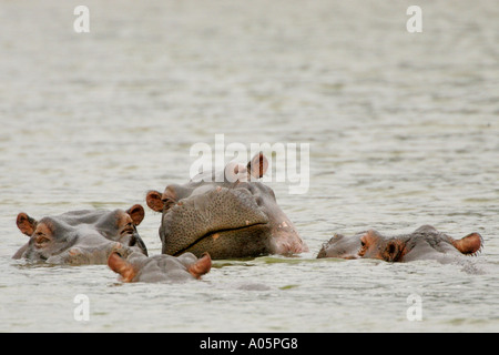 Pod der Flusspferde im Wasser während des Tages ruhen Stockfoto