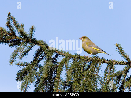 Seitenprofil eines Grünfinkens auf Fichtenzweig ( Carduelis chloris ), Finnland Stockfoto