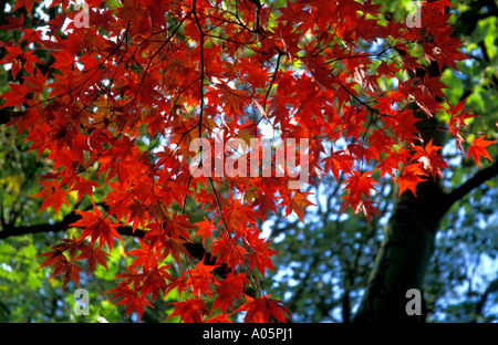 Rote Blätter im Herbst Stockfoto