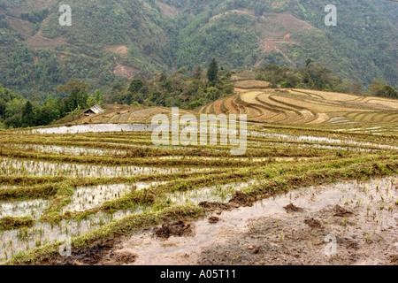 Vietnam Nordwesten Sapa Hill Stammesgebiet Ban Ho Dorf Landwirtschaft terrassierten Reisfelder überflutet vor dem Pflügen Stockfoto