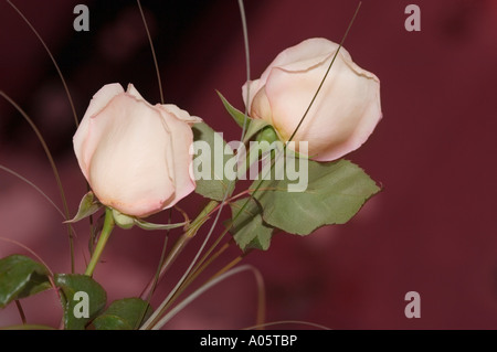 zwei rosa Rosen auf rotem Grund Stockfoto