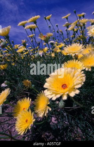 Wildblumen, Tehachapi Mountains, Gorman, California, Vereinigte Staaten von Amerika-Nordamerika Stockfoto