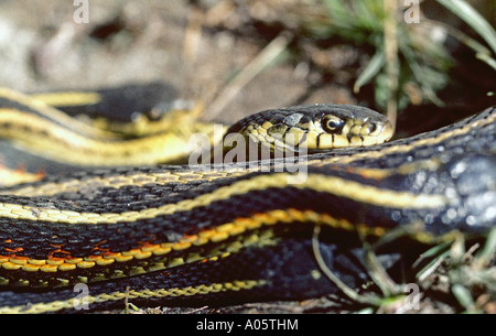 Frisch gefangener Walleye, Walleyed Hecht, Pickerelfisch. Sportfischen Stockfoto