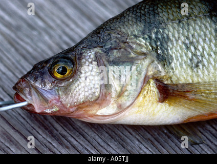 Frisch gefangener Walleye, Walleyed Hecht, Pickerelfisch. Sportfischen Stockfoto