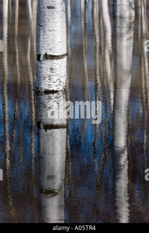 Überfluteten Birke Stämme im Wald Stockfoto