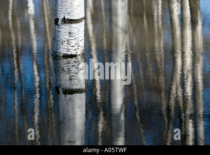 Überfluteten Birke Stämme im Wald Stockfoto