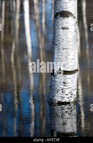 Überflutet Birkenstamm (Betula) im Wald am Frühling Stockfoto