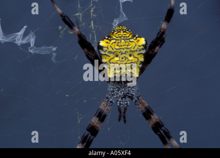 Stachelige Spinne im Web Wespenspinne Ssp Big island Hawaii uns Stockfoto