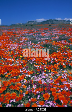 Frühjahrsblüte Gorman Kalifornien die Tehachapi Mountains Vereinigte Staaten von Amerika-Nordamerika Stockfoto