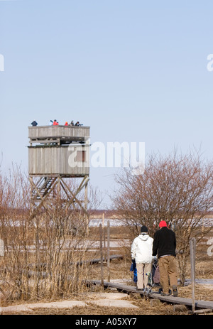 Vogelbeobachter zu Fuß zum Aussichtsturm auf liminganlahti Naturschutzgebiet, Finnland Stockfoto