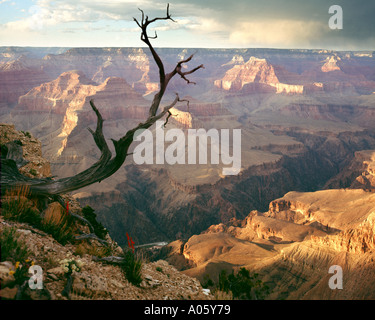 USA - ARIZONA: Grand-Canyon-Nationalpark Stockfoto